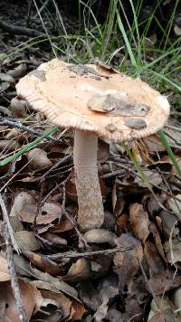 Amanita velosa image