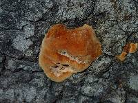 Phellinus gilvus image