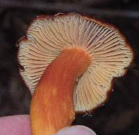 Hygrocybe punicea image