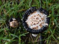 Coprinus comatus image