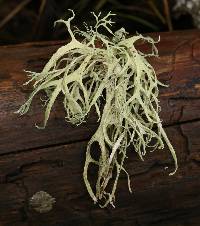 Evernia prunastri image