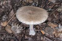 Amanita nehuta image