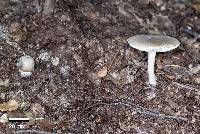 Amanita nehuta image