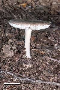 Amanita nehuta image