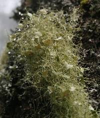 Usnea ceratina image