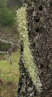 Usnea ceratina image