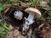 Amanita velosa image