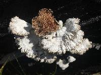 Schizophyllum commune image