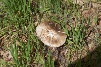 Volvariella gloiocephala image