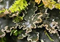 Peltigera collina image