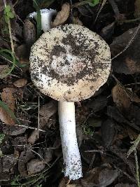 Amanita phalloides image