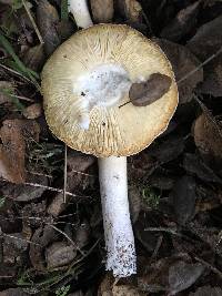 Amanita phalloides image