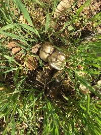 Volvariella gloiocephala image