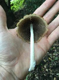 Psathyrella longipes image