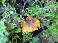 Cantharellus californicus image