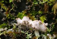 Peltigera collina image