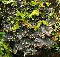 Peltigera collina image