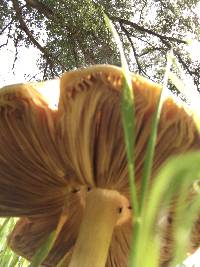 Volvariella gloiocephala image