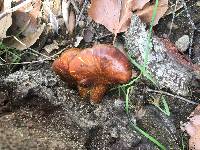 Omphalotus olivascens image