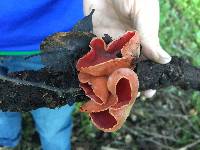 Sarcoscypha coccinea image