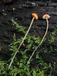 Mycena acicula image