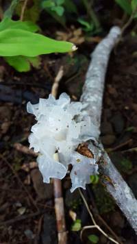 Tremella fuciformis image