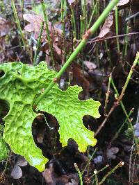 Lobaria pulmonaria image