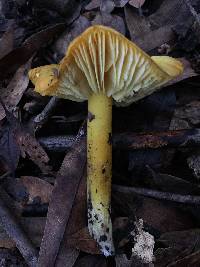 Hygrocybe chlorophana image