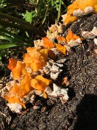 Tremella aurantia image