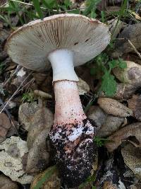 Amanita novinupta image