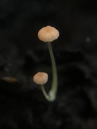 Mycena acicula image