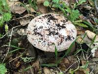 Amanita novinupta image