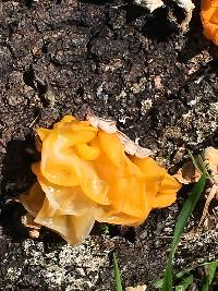 Tremella aurantia image