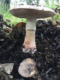 Amanita novinupta image