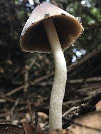 Psathyrella longipes image