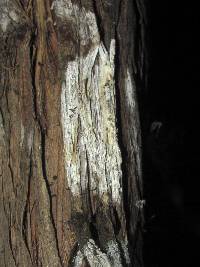 Robergea albicedrae image