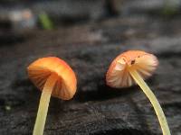 Mycena acicula image