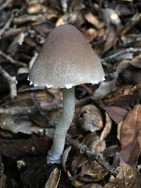 Psathyrella longipes image