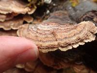 Trametes versicolor image