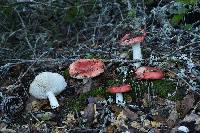 Russula cremoricolor image