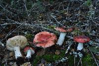 Russula cremoricolor image