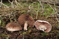 Agaricus bisporus image