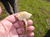 Agrocybe putaminum image