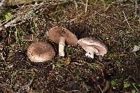 Agaricus bisporus image