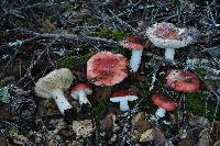 Russula cremoricolor image