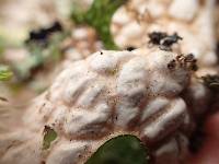 Lobaria pulmonaria image