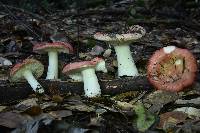 Russula cremoricolor image