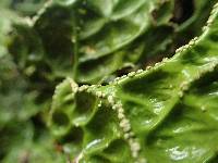 Lobaria pulmonaria image