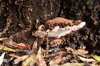 Ganoderma brownii image