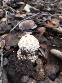 Amanita magniverrucata image